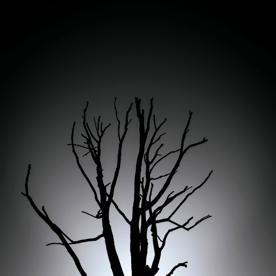 Free stock photo of tree