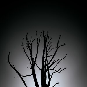 Free stock photo of tree