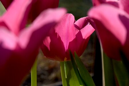 Free stock photo of night, sun, tulip