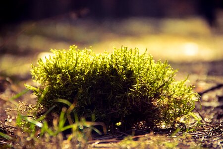 Green Plants on Brown Surface