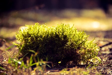 Green Plants on Brown Surface photo