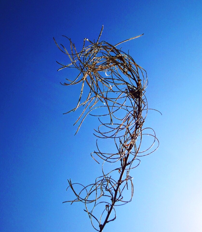 Free stock photo of blue, plant, sky