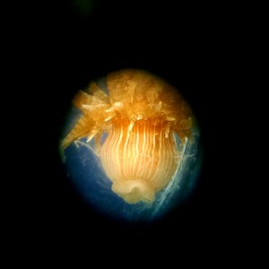 Free stock photo of animal, science, sea anemone photo