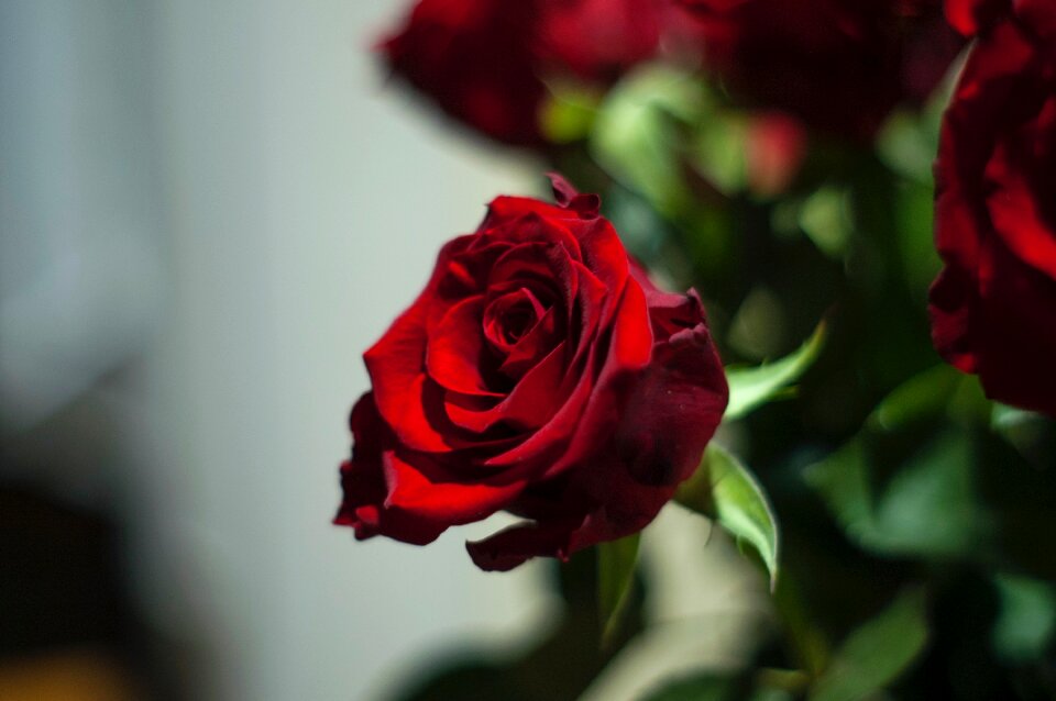Free stock photo of night, rose