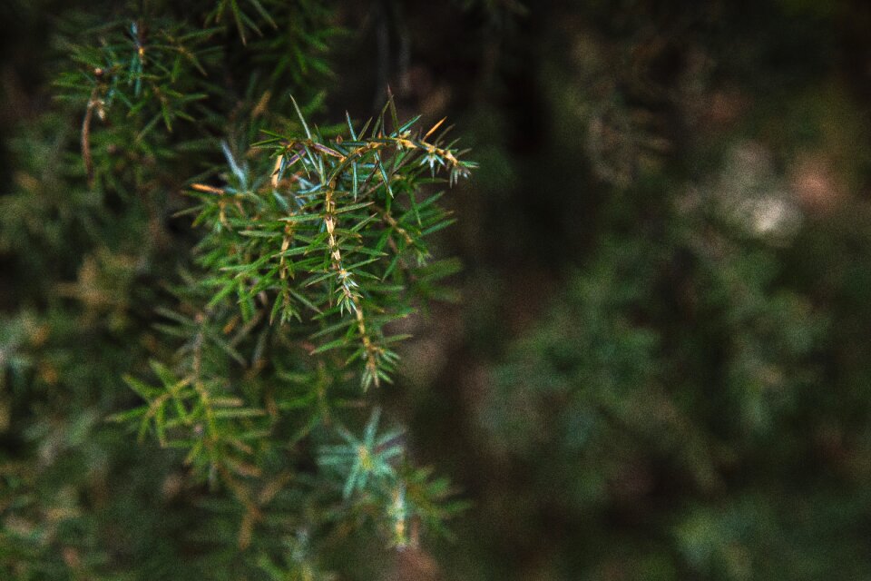 Free stock photo of detail, focus, forest