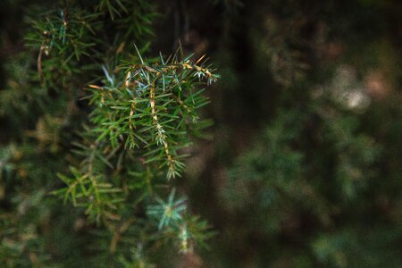 Free stock photo of detail, focus, forest photo