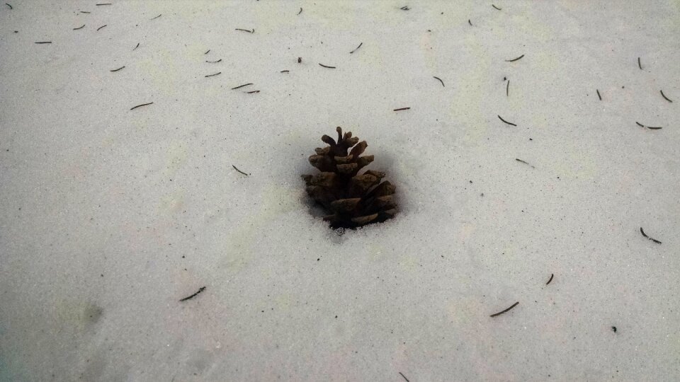 Free stock photo of pine needles, pinecone, snow