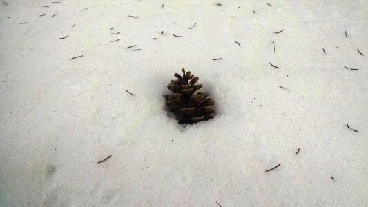 Free stock photo of pine needles, pinecone, snow photo