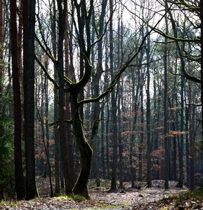 Free stock photo from Tookapic
