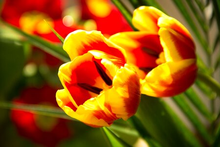 Red and Yellow Flowers photo