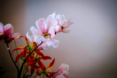 Free stock photo of flowers