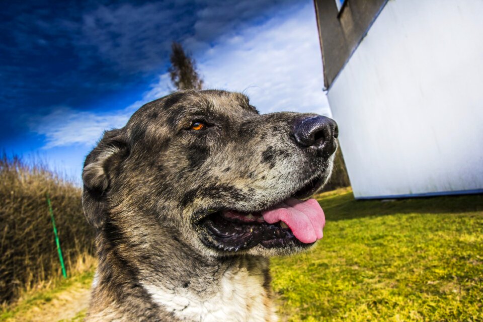 Free stock photo of animal, animal photography, close-up