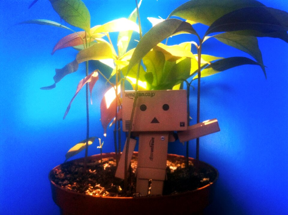 Free stock photo of danbo, danboard, japangirl