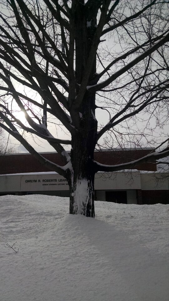 Free stock photo of snow, tree, winter