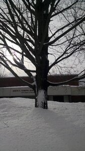 Free stock photo of snow, tree, winter photo