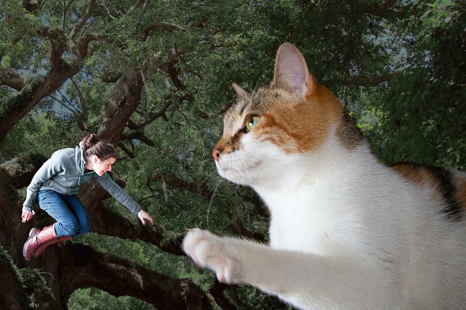 Free stock photo of acrophobia, cat, selfie photo