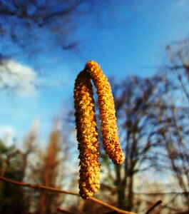 Free stock photo of garden, hazel, sky photo