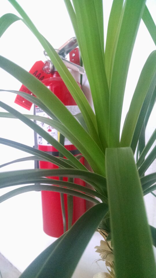 Free stock photo of fire extinguisher, jungle, modern