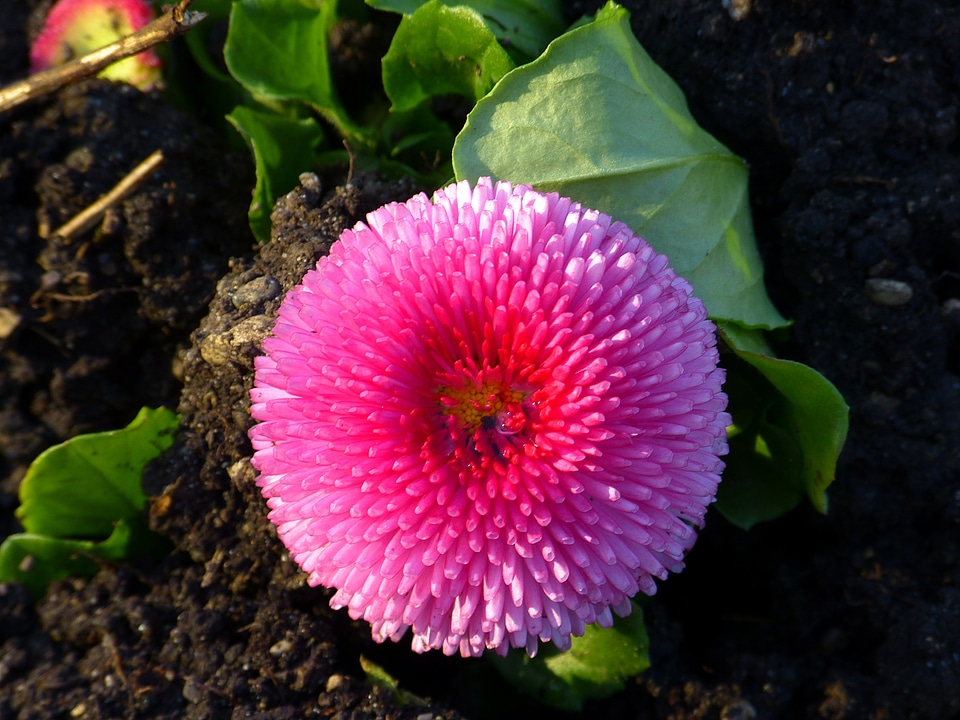 Bloom daisy multiannual daisy