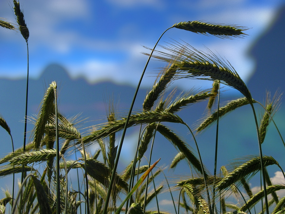 Spike cereals grain
