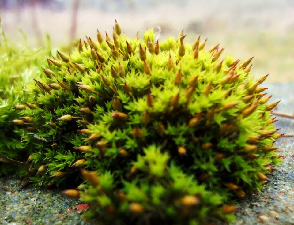 Free stock photo of buds, green, hedgehog