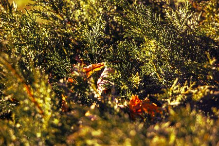 Free stock photo from Tookapic
