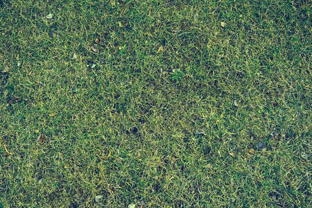 Free stock photo of grass, nature, texture