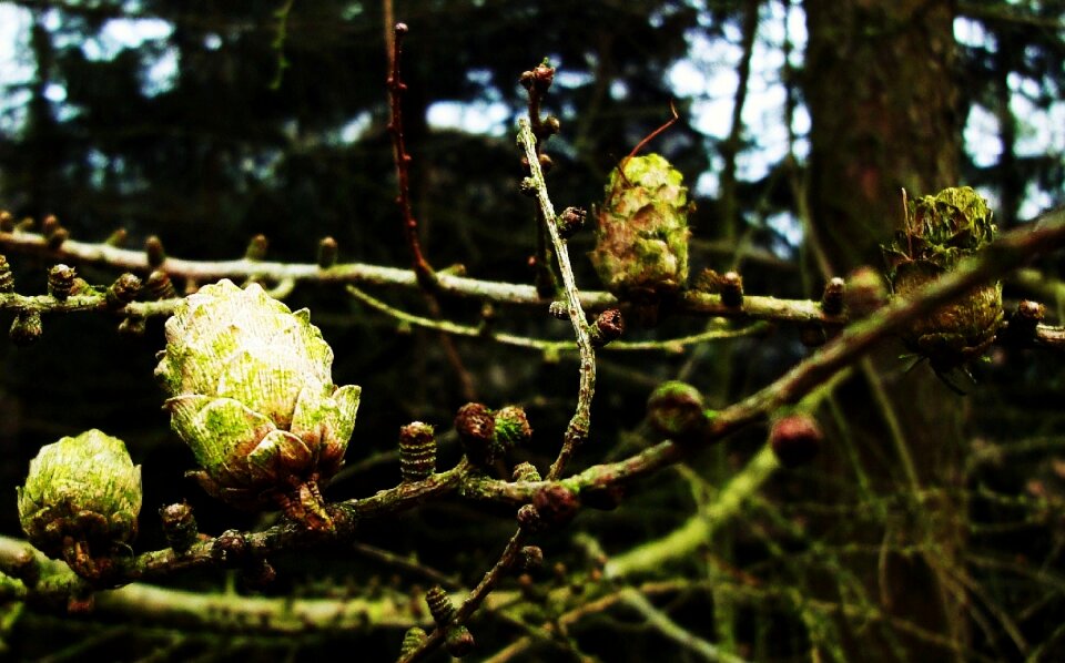Free stock photo of branches, cones, forest