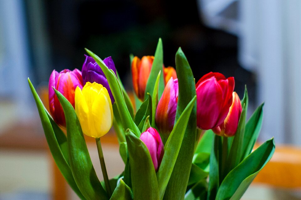 Free stock photo of colors, flowers, indoor