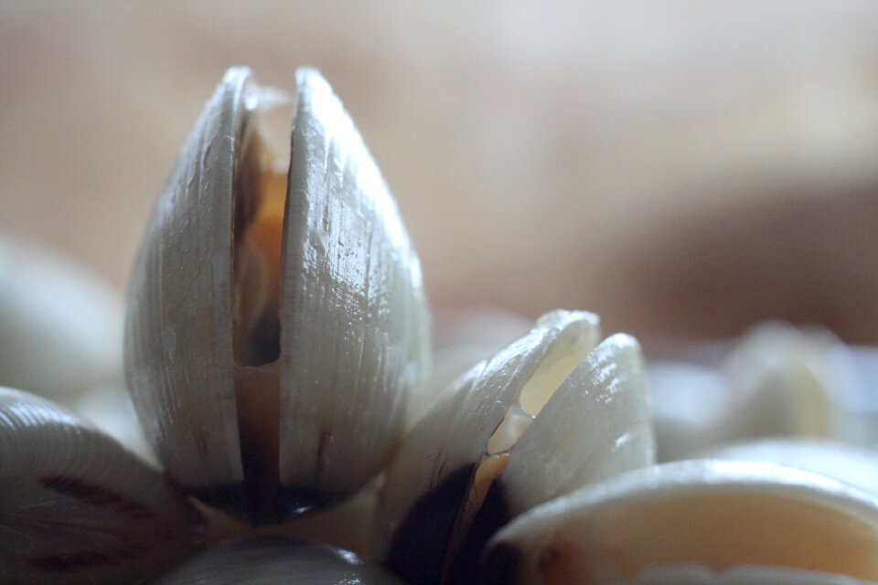 Free stock photo of clams, close-up, macro photo