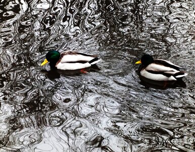 Free stock photo of ducks, shadows, water photo