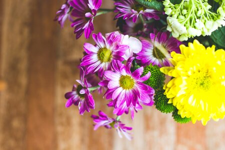 Free stock photo of color, colorful, flowers photo