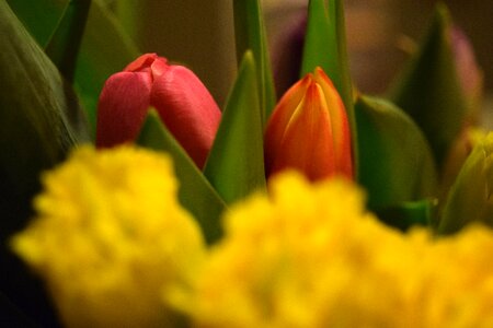 Free stock photo of daffodils, flowers, tulips photo