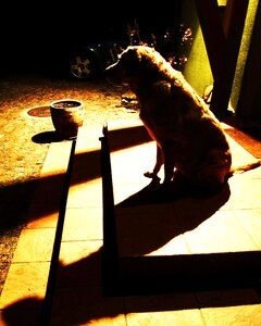 Free stock photo of dog, night, shadows