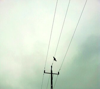 Free stock photo of crow, electric lines
