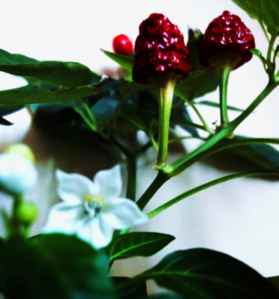Free stock photo of chilli peppers, green, plant