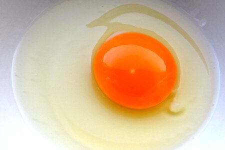 Free stock photo of egg, jajko