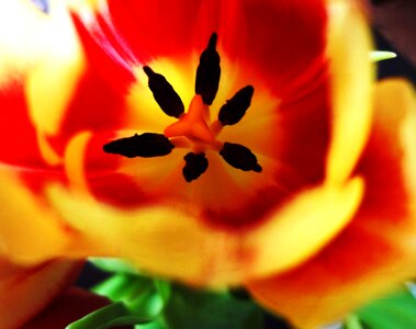 Free stock photo of flower, red, tulip photo