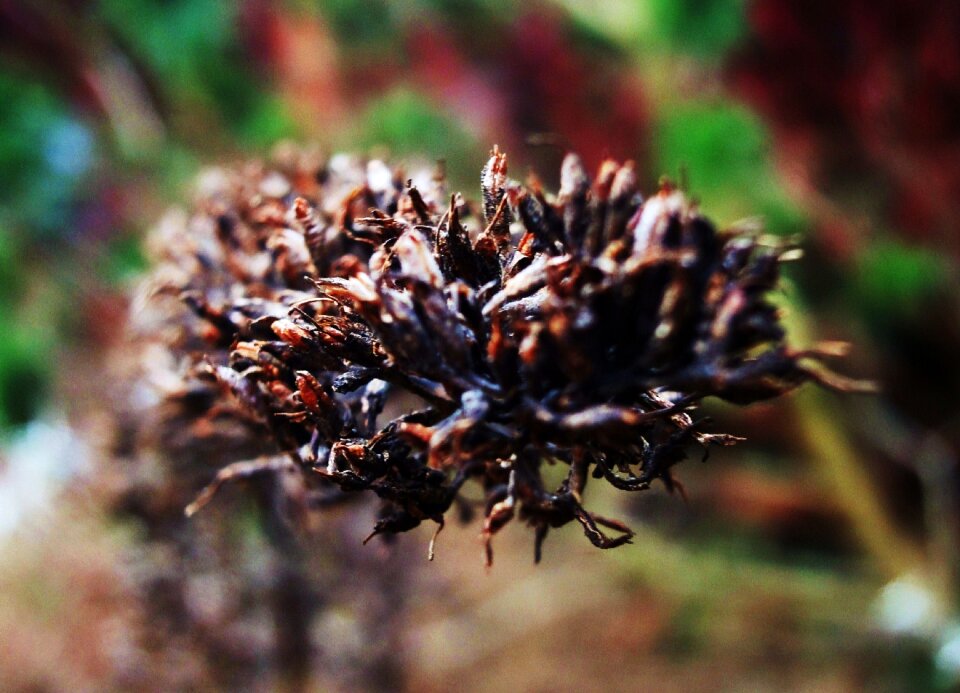 Free stock photo of flower, garden