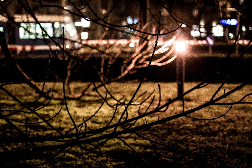Free stock photo of branches, grass, lamp