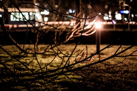 Free stock photo of branches, grass, lamp