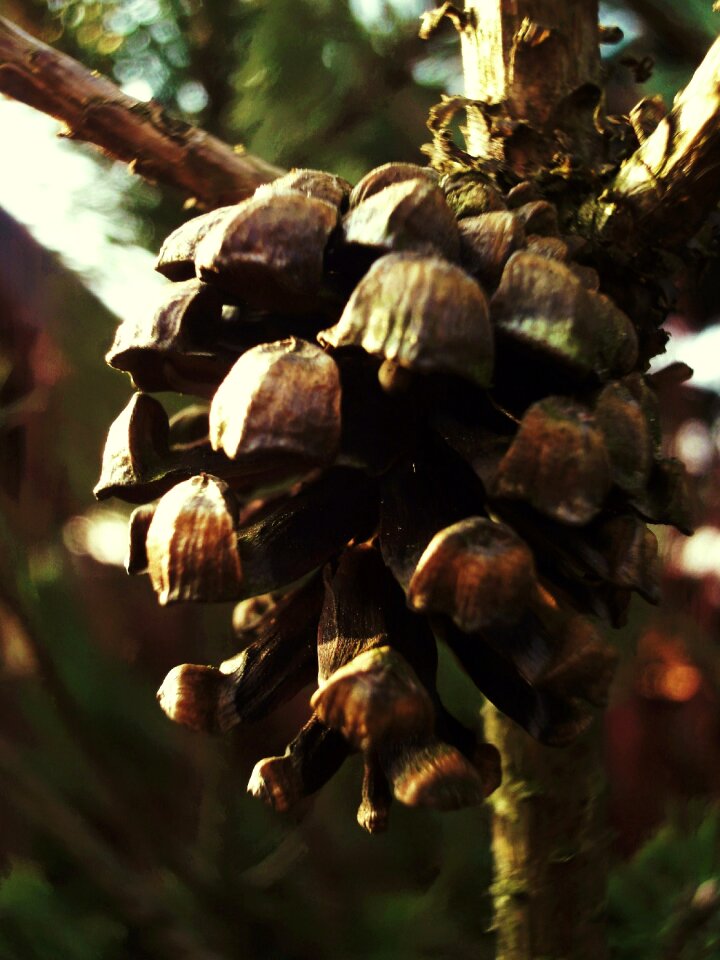 Free stock photo of cone, pine