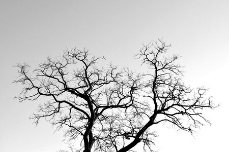 Free stock photo of branches, tree, winter photo