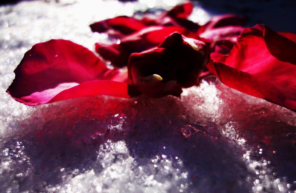 Free stock photo of petals, rose, snow