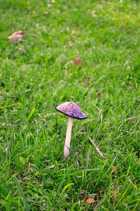 Nature plant natural