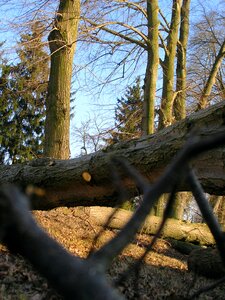 Free stock photo of cut, log, wood photo