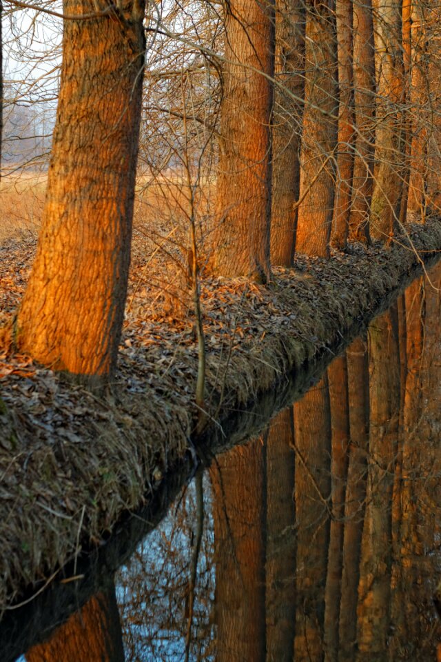 Free stock photo of trees, water