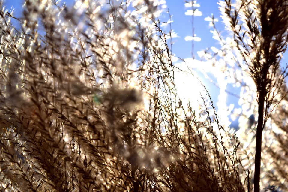 Free stock photo from Tookapic
