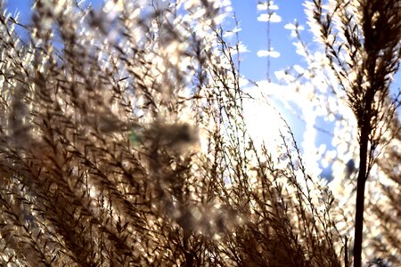 Free stock photo from Tookapic