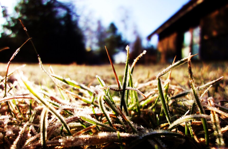 Free stock photo of grass, hoarfrost, lawn